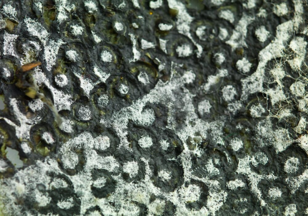 Mold Remediation, Removal, & Restoration​